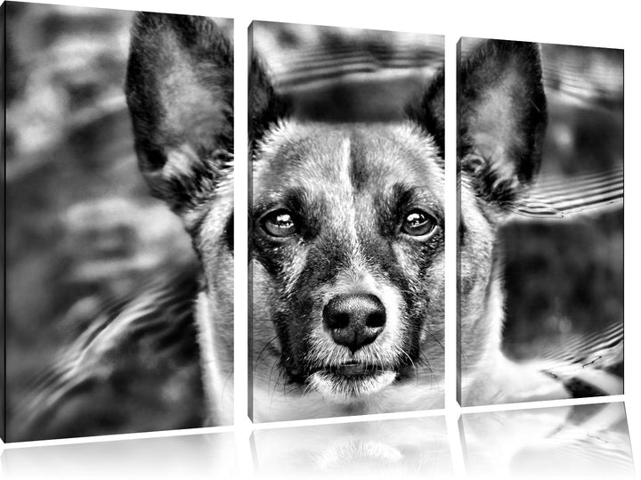Pixxprint niedlicher Hund im Wasser als Leinwandbild/Grösse: 3 Teilig (120x80) cm/Wandbild/Kunstdruc