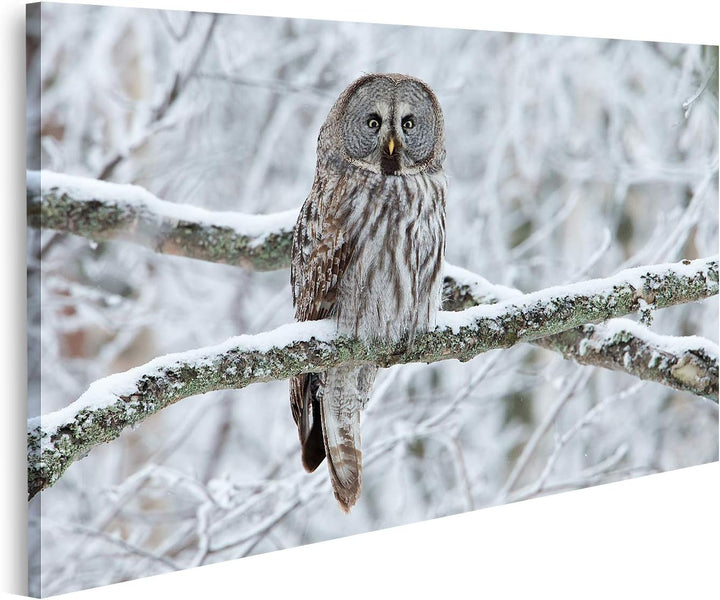 islandburner Bild auf Leinwand Steinkauz Strix Nebulosa Auf Einem Baum Sitzend Bilder Wandbilder Pos