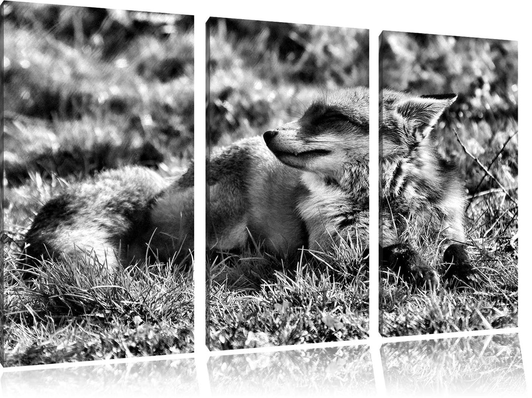 Pixxprint Kleiner Fuchs auf Wiese als Leinwandbild/Grösse: 3 Teilig (120x80) / Wandbild/Kunstdruck/f