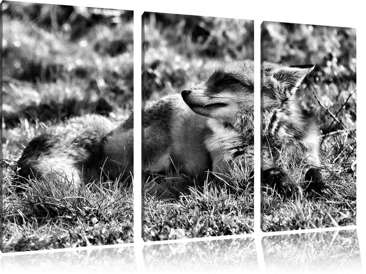 Pixxprint Kleiner Fuchs auf Wiese als Leinwandbild/Grösse: 3 Teilig (120x80) / Wandbild/Kunstdruck/f