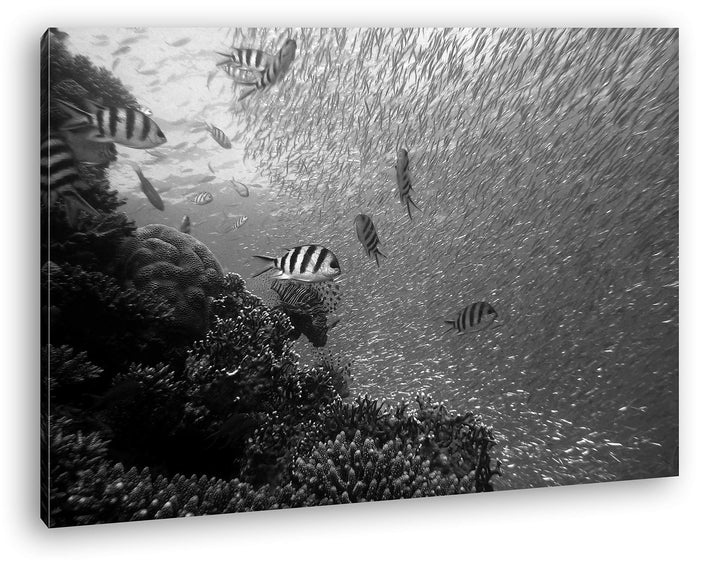 deyoli Fischschwärme im Korallenriff Format: 80x60 Effekt: Schwarz&amp;Weiss als Leinwandbild, Motiv fer