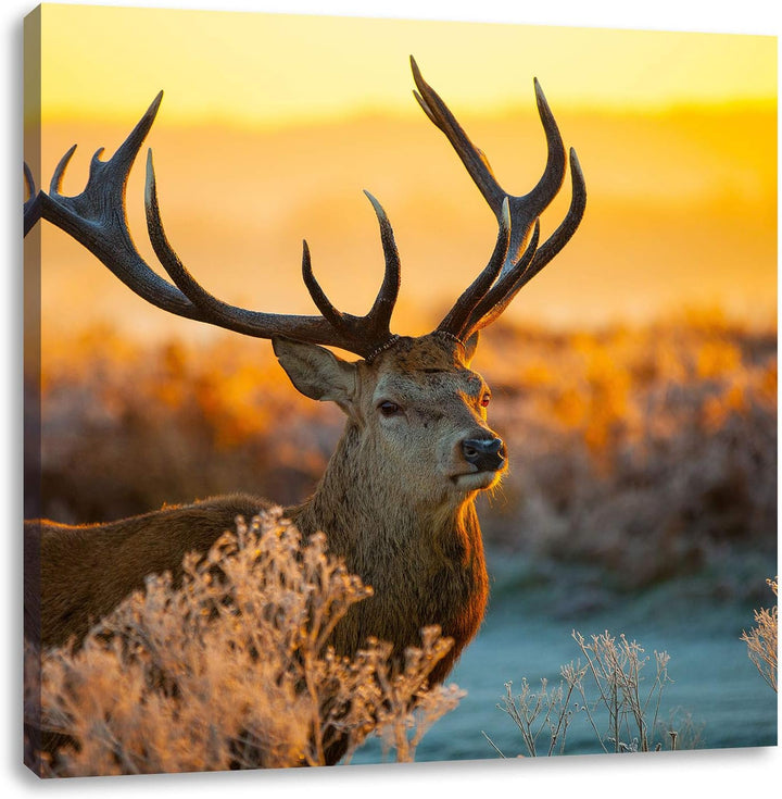 Stolzer Hirsch auf Wiese, Format: 70x70 auf Leinwand, XXL riesige Bilder fertig gerahmt mit Keilrahm