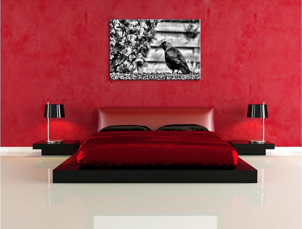 Pixxprint Monocrome, schöner schwarzer Vogel auf Gartenwiese, Format: 100x70 auf Leinwand, XXL riesi