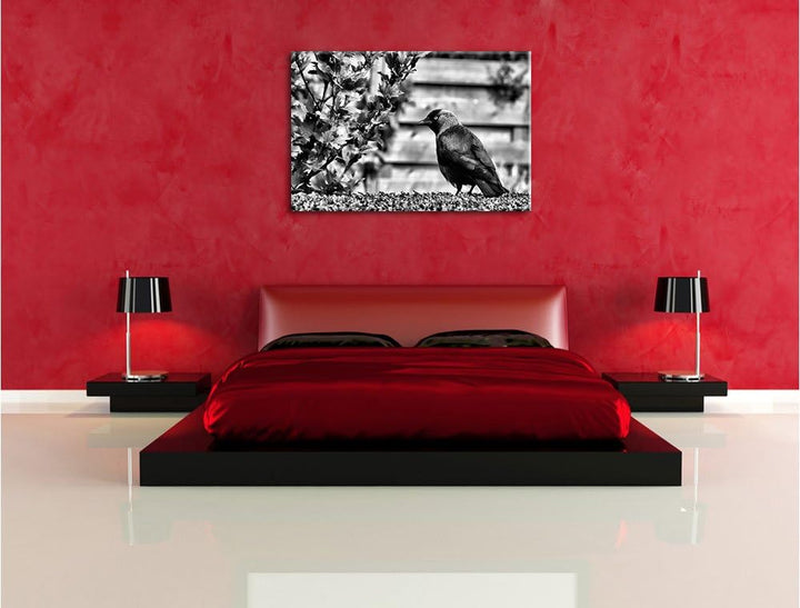 Pixxprint Monocrome, schöner schwarzer Vogel auf Gartenwiese, Format: 100x70 auf Leinwand, XXL riesi