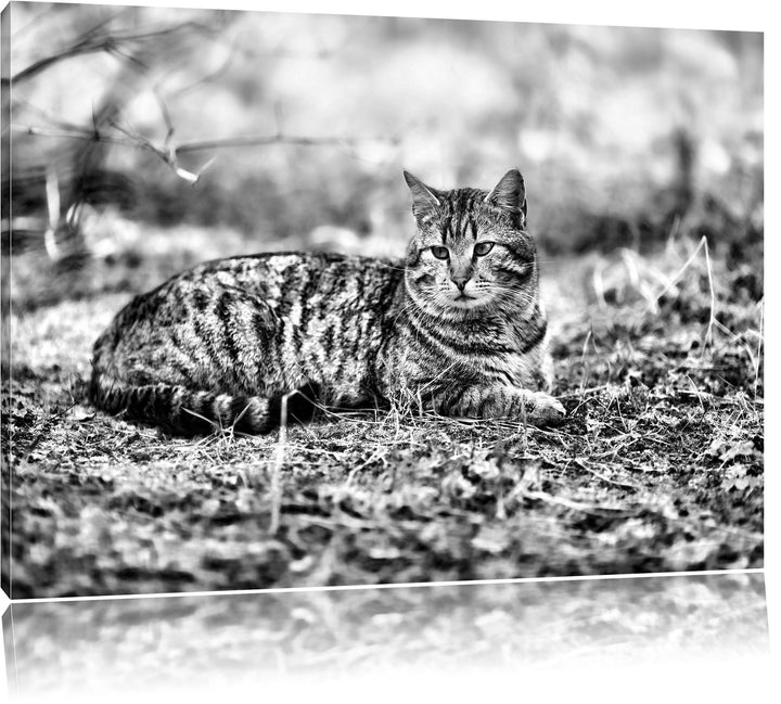 Pixxprint Monocrome, Ruhende Katze im Wald, Format: 100x70 auf Leinwand, 100x70