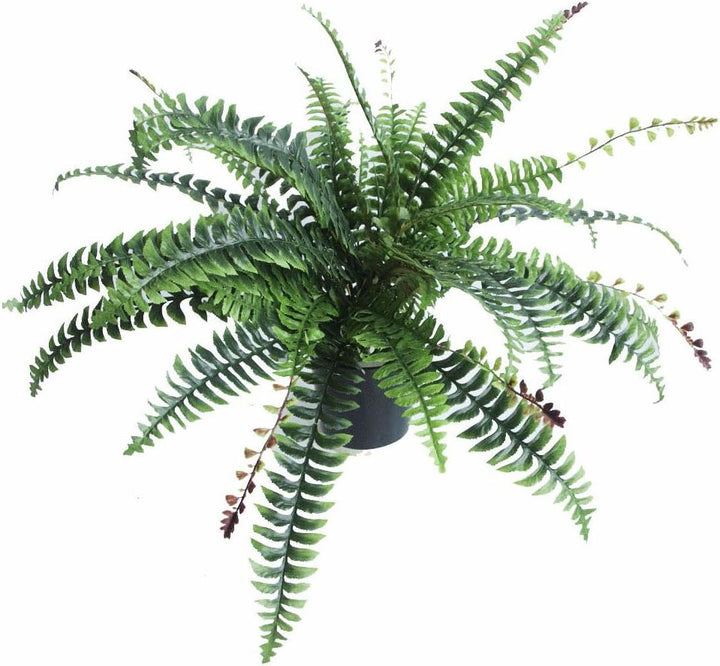 Leaf Kunstpflanze Boston Farn, Kunststoff, 60 cm, Schwarz, LEAF-7104 60cm Boston Fern 60cm Boston Fe
