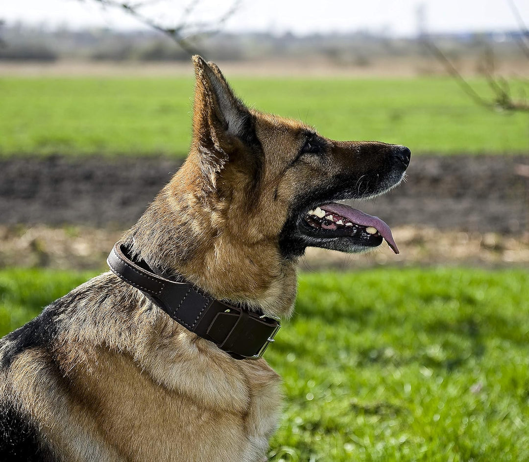 Dingo Braun Halsband aus Weichem Leder mit Griff Speziell für Schäfer Rasse Hund 13107 5,0 x 75 cm (