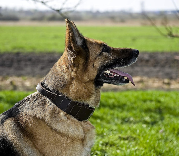 Dingo Braun Halsband aus Weichem Leder mit Griff Speziell für Schäfer Rasse Hund 13107 5,0 x 75 cm (