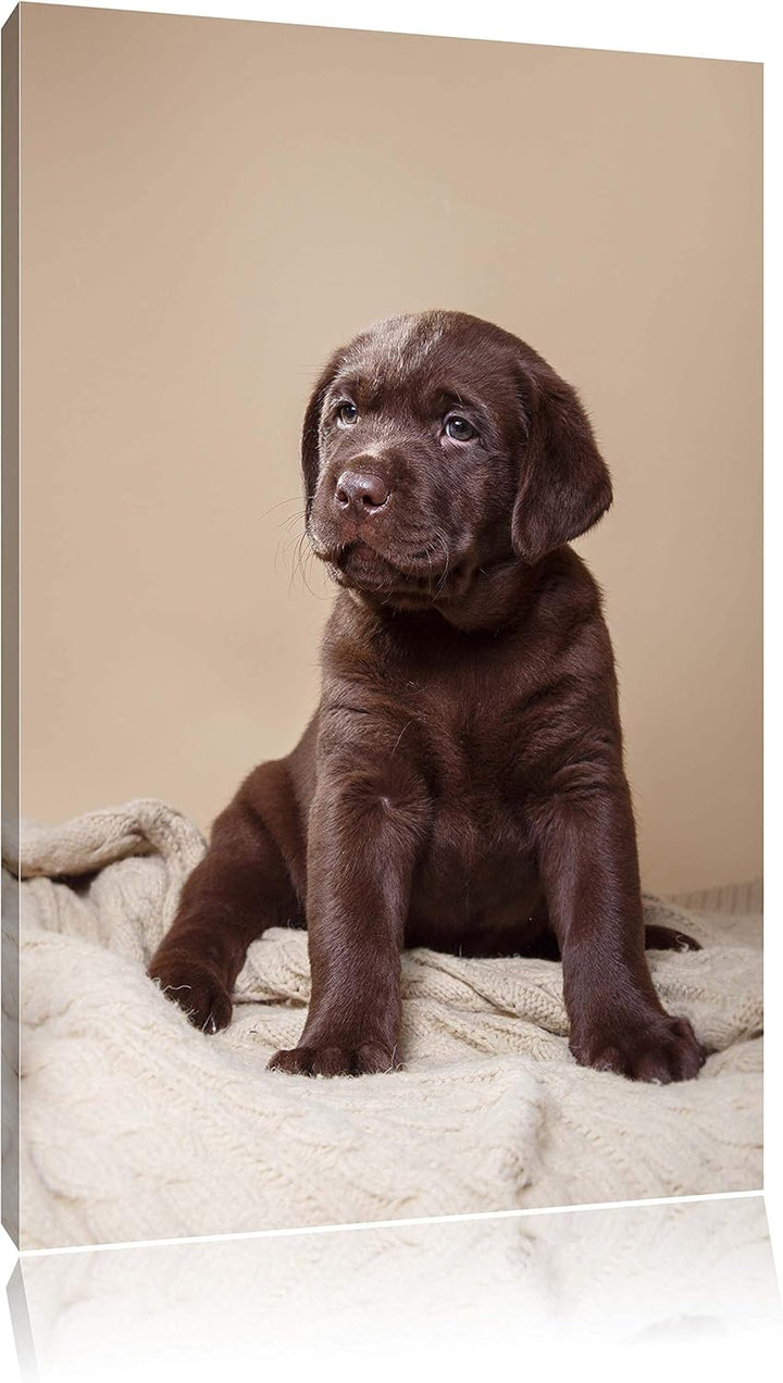 Pixxprint Hundewelpe auf Pullovern als Leinwandbild/Grösse: 100x70 cm/Wandbild/Kunstdruck/fertig bes