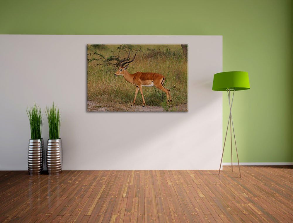 Dorkasgazelle in der Savanne Leinwand, XXL riesige Bilder fertig gerahmt mit Keilrahmen, Kunstdruck