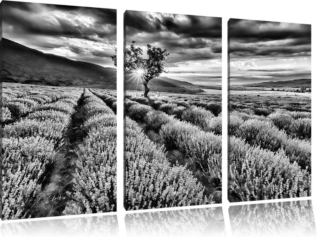 Pixxprint Lavendel Provence als Leinwandbild/Grösse: 3 Teilig (120x80) cm/Wandbild/Kunstdruck/fertig