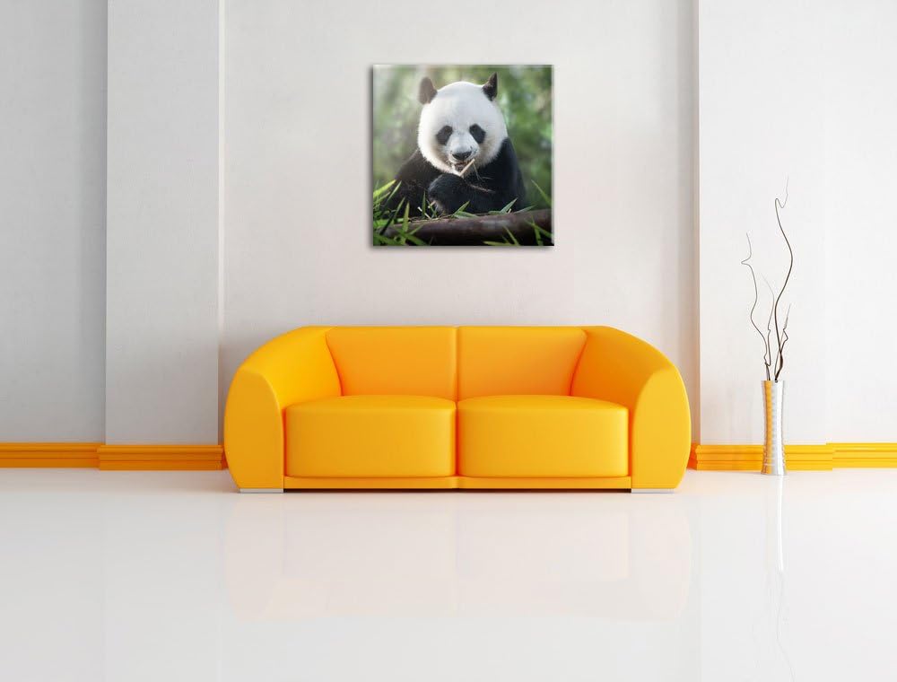 Pixxprint Niedlicher Panda isst Bambus als Leinwandbild | Grösse: 70x70 cm | Wandbild | Kunstdruck |