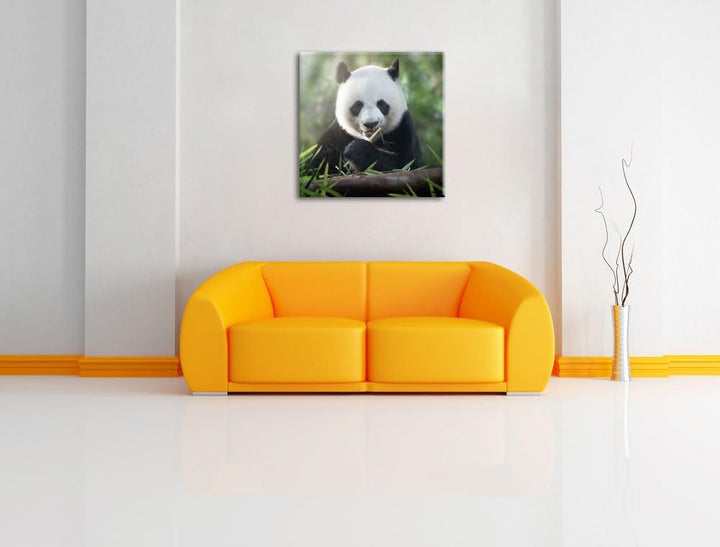 Pixxprint Niedlicher Panda isst Bambus als Leinwandbild | Grösse: 70x70 cm | Wandbild | Kunstdruck |