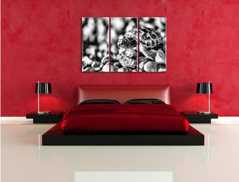 Pixxprint Kleine Schildkröte als Leinwandbild/Grösse: 3 Teilig (120x80) / Wandbild/Kunstdruck/fertig