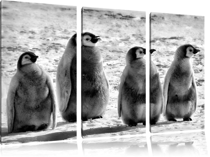 Pixxprint Kaiserpinguinküken als Leinwandbild/Grösse: 3 Teilig (120x80) cm/Wandbild/Kunstdruck/ferti
