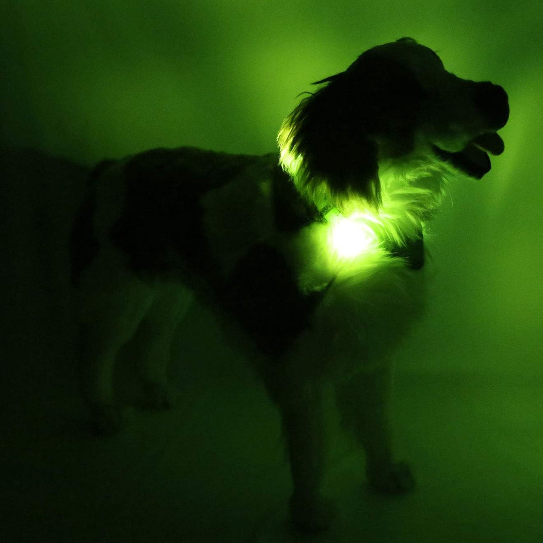 LEUCHTIE® Leuchthalsband Plus neongrün Grösse 52,5 I LED Halsband für Hunde I 100 h Leuchtdauer I wa