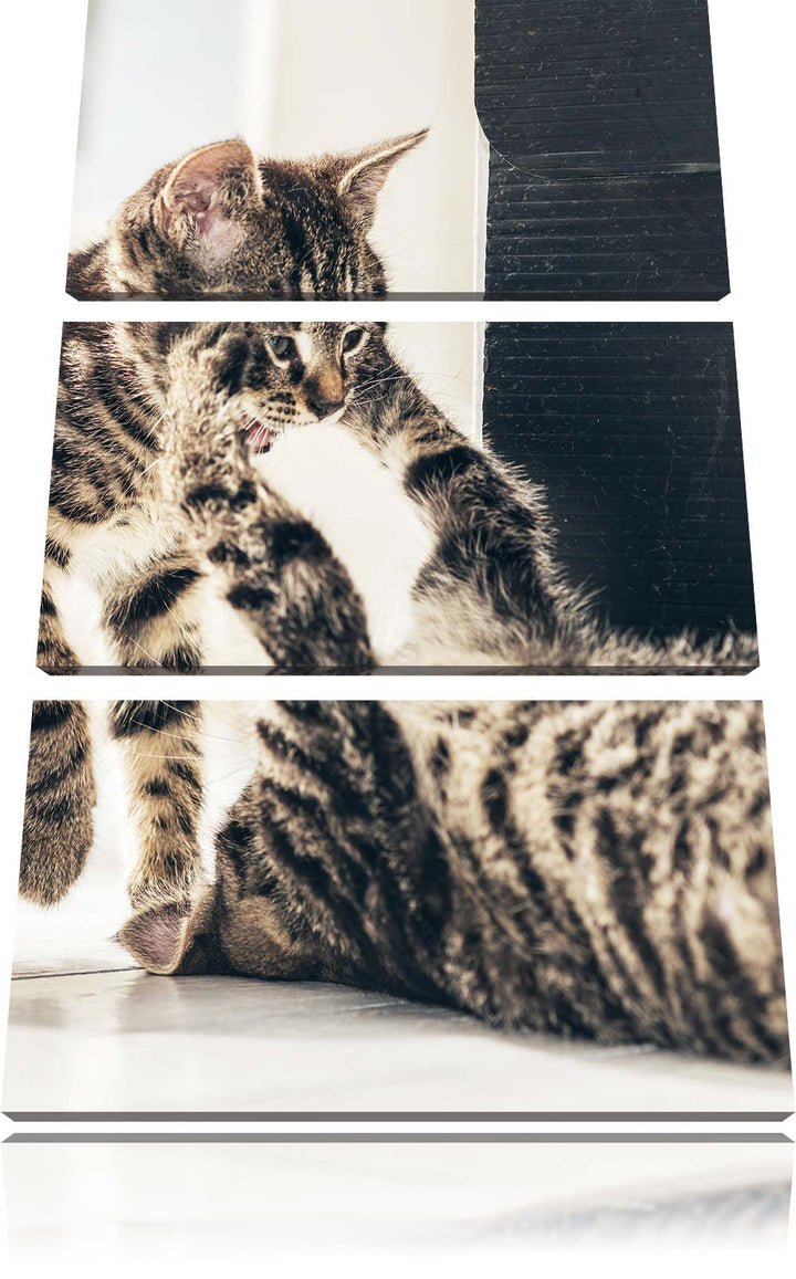 Pixxprint Fighting Cats 3-Teiler Leinwandbild 120x80 Bild auf Leinwand