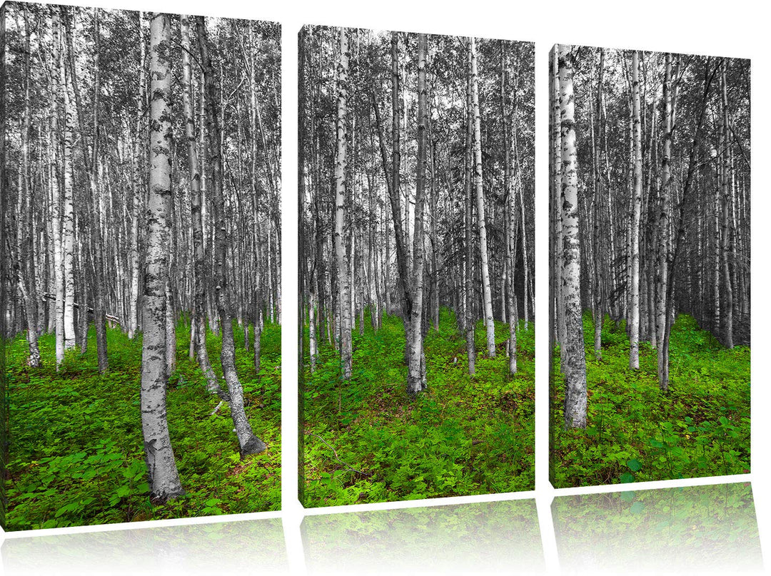 kleiner ansehnlicher Birkenwald schwarz/weiss 3-Teiler Leinwandbild 120x80 Bild auf Leinwand, XXL ri