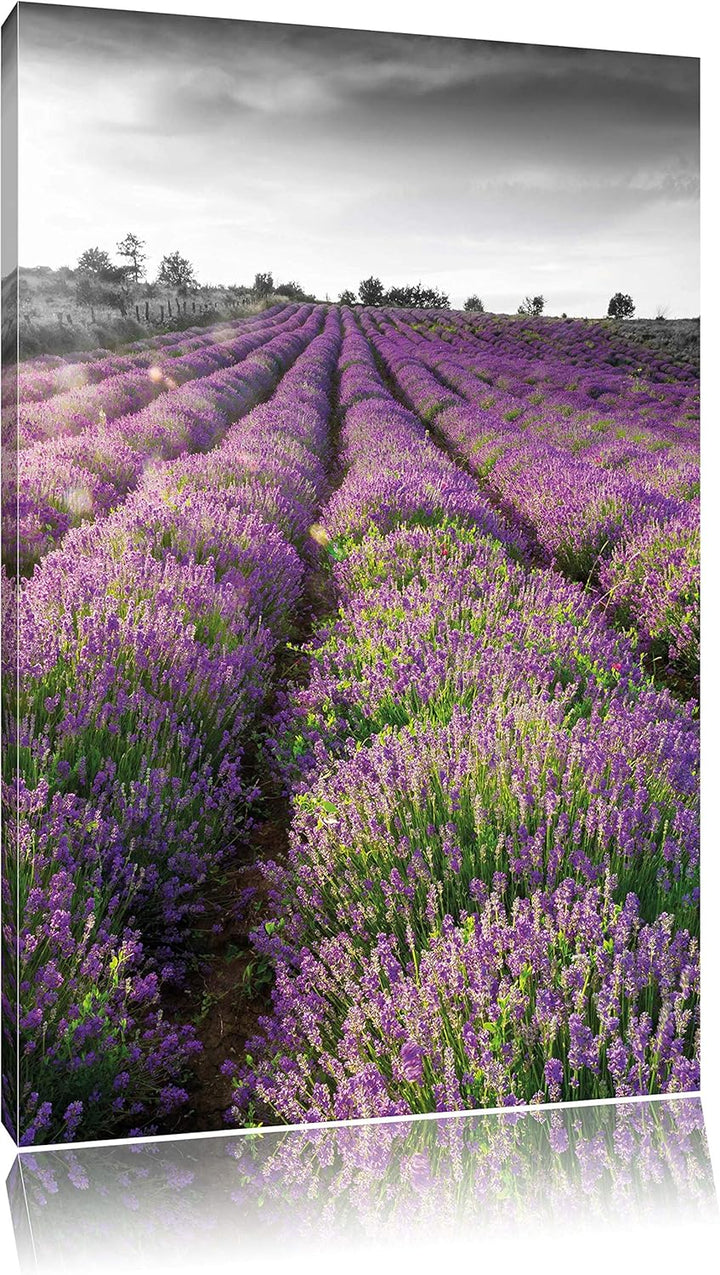 Pixxprint Lavendelfelder in der Provence als Leinwandbild/Grösse: 100x70 cm/Wandbild/Kunstdruck/fert