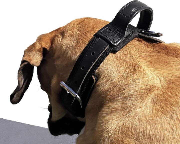 Dingo Gear Halsband für Hund &