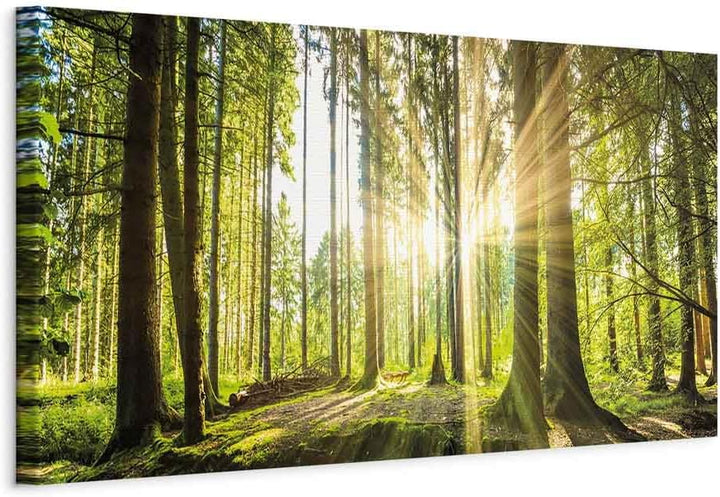 murando - Bilder Wald 150x50 cm Vlies Leinwandbild 1 tlg Kunstdruck modern Wandbilder XXL Wanddekora