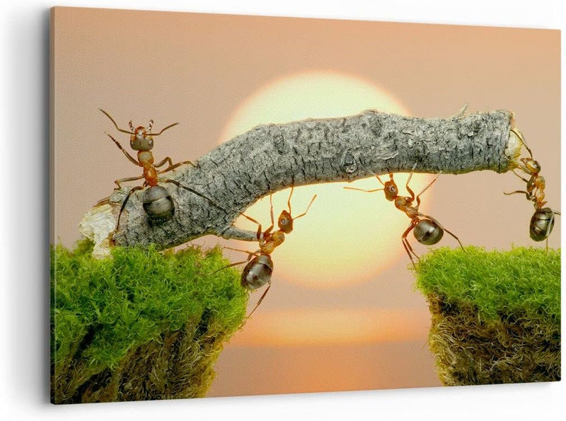 Bilder auf Leinwand 100x70cm Leinwandbild Tiere Ameisen Brücke Natur Gross Wanddeko Bild Schlafzimme