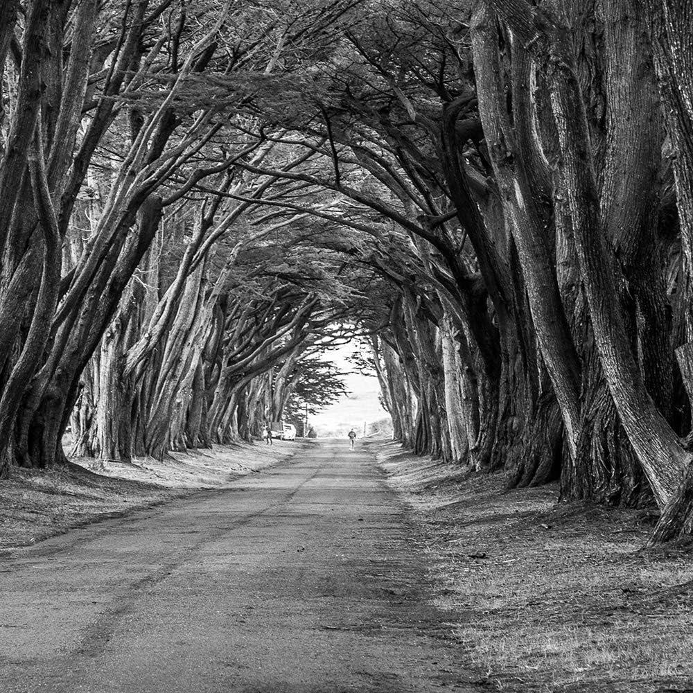 Feeby Wandbild XXL 5 Teilig Landschaft Leinwandbild Bäume Allee Natur grau 300x140 cm Leinwandbild 3