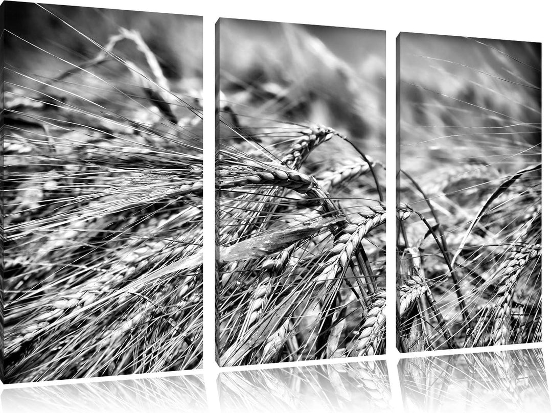 Pixxprint Goldene Getreide Ären als Leinwandbild | Grösse: 3 Teilig (120x80) | Wandbild| Kunstdruck