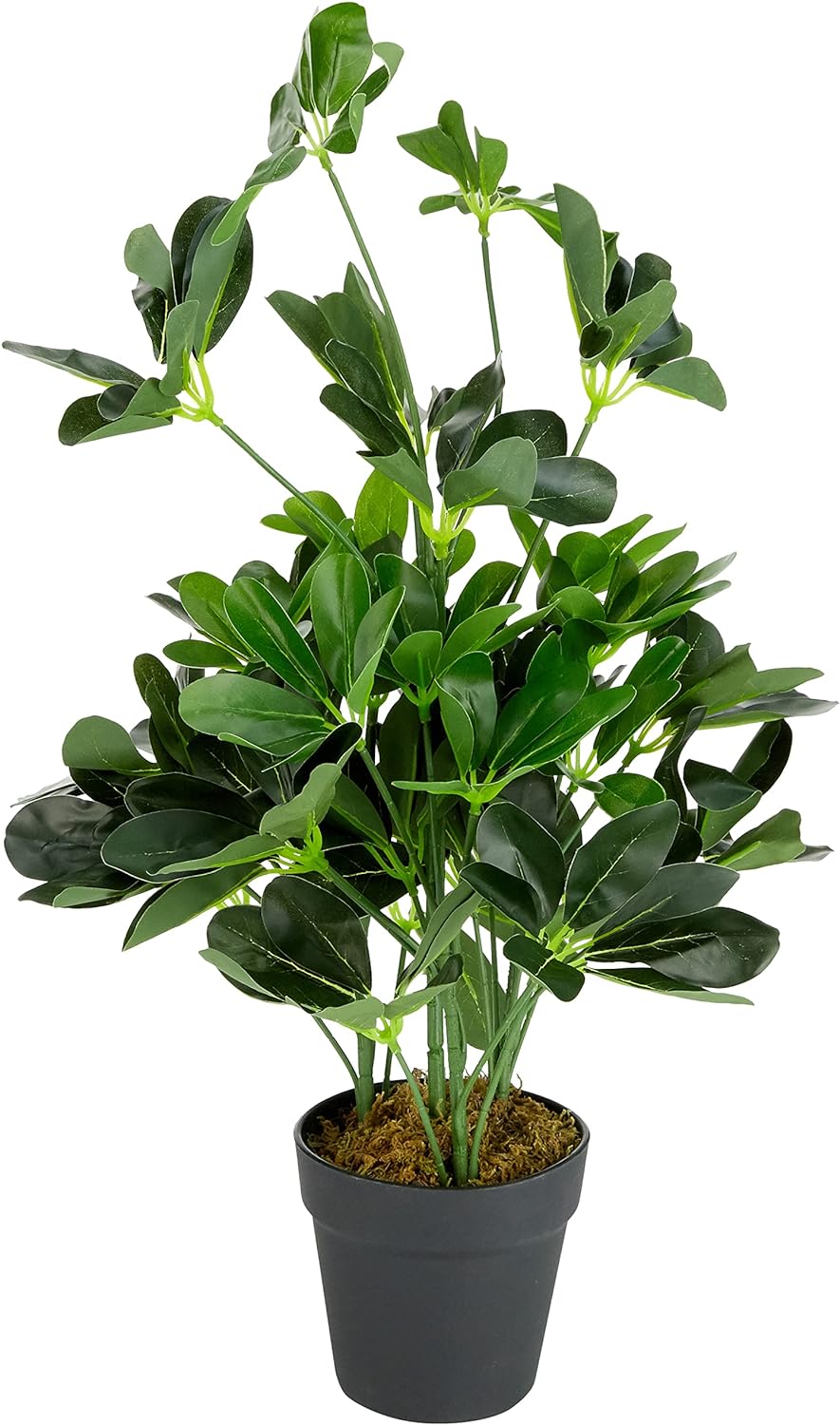Leaf Künstlicher Schefflera Arboricola Regenschirm, 55 cm, schwarzer Kunststoff-Topf, dunkelgrüne Pf