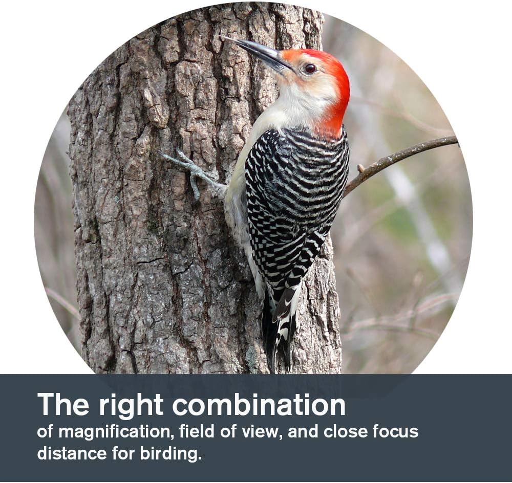 Celestron 71404 TrailSeeker 8 x 42mm Dachkantgläser mit dielektrisch beschichteter Linse, BaK-4-Pris