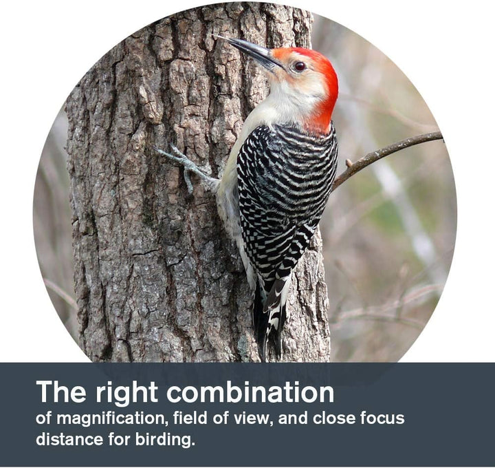 Celestron 71404 TrailSeeker 8 x 42mm Dachkantgläser mit dielektrisch beschichteter Linse, BaK-4-Pris