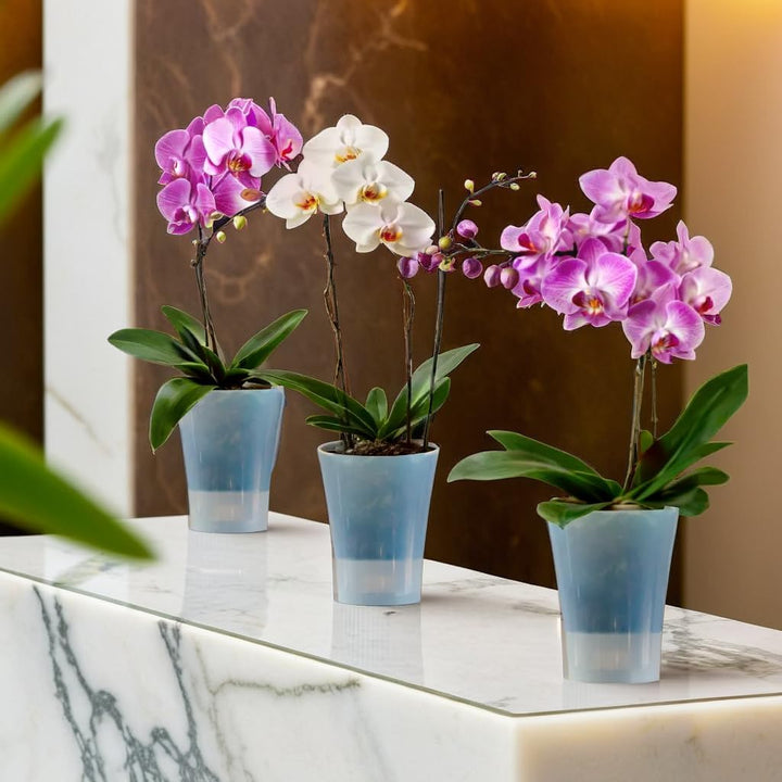 Santino 4er-Set Orchideentopf transparent mit selbstbewässerndem Dochtsystem - D 15 cm - Transparent