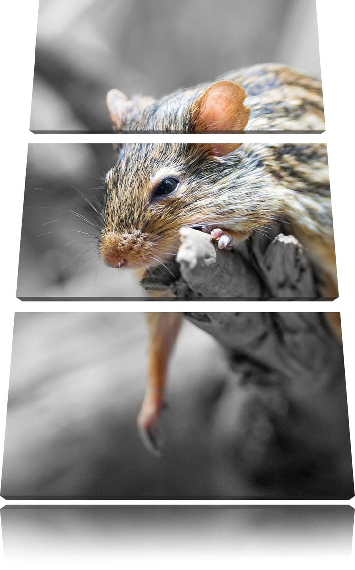 Pixxprint ruhende Feldmaus schwarz/weiss 3-Teiler Leinwandbild 120x80 Bild auf Leinwand