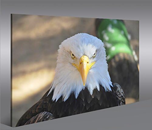 islandburner Bild Bilder auf Leinwand Adler Weisskopfseeadler USA Symbol 1p XXL Poster Leinwandbild