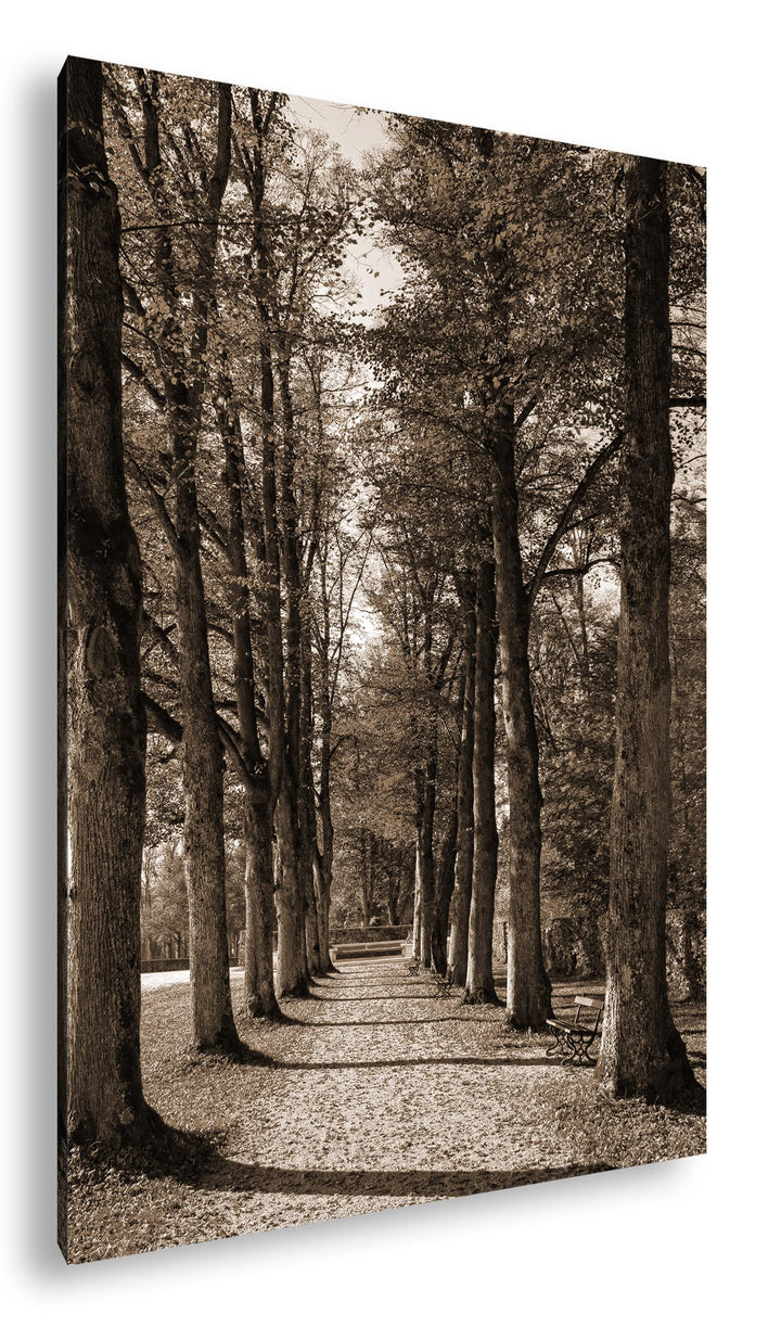 deyoli Baumallee Format: 80x60 Effekt: Sepia als Leinwandbild, Motiv fertig gerahmt auf Echtholzrahm