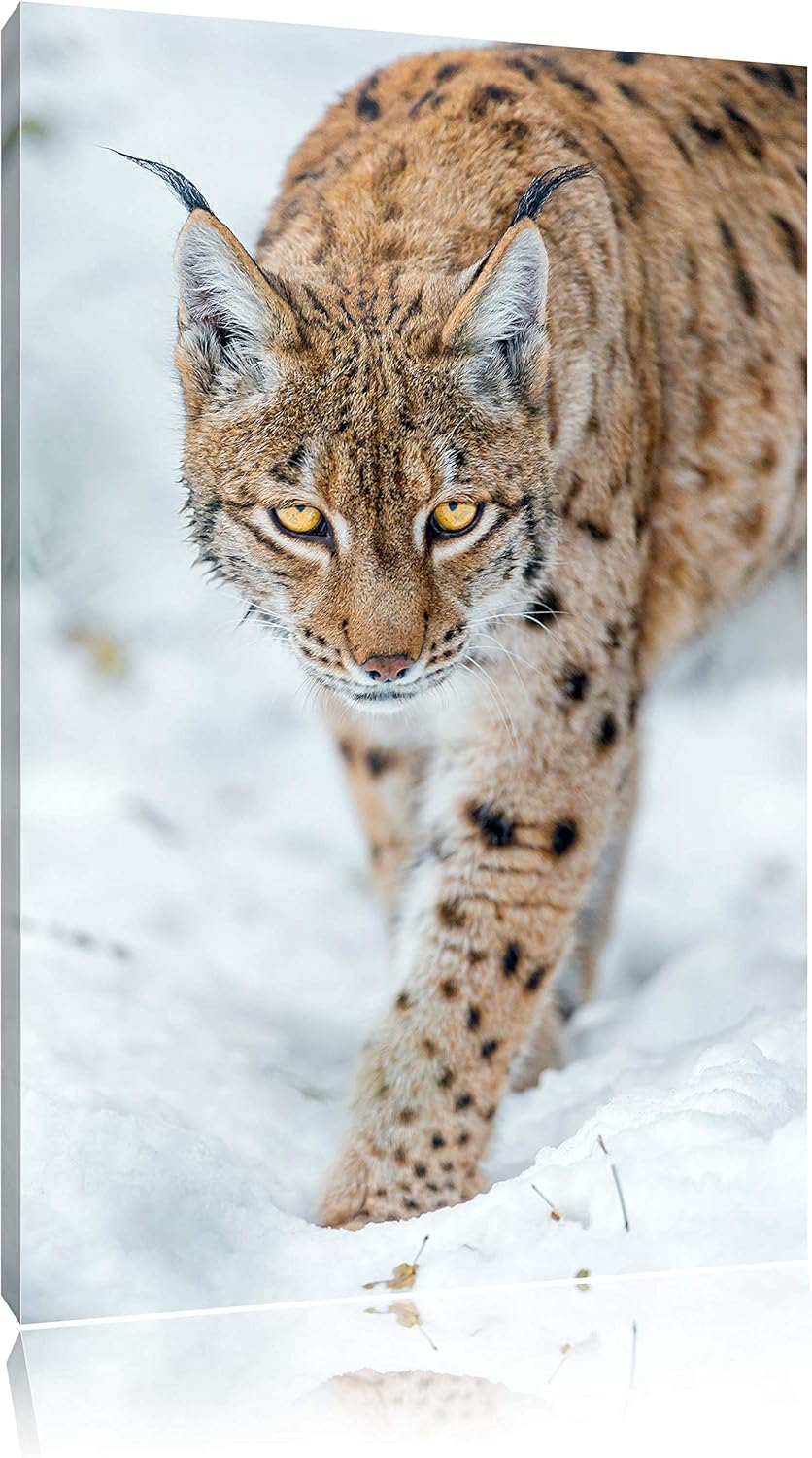Pixxprint wachsamer Luchs im Schnee auf Leinwand, XXL riesige Bilder fertig gerahmt mit Keilrahmen,