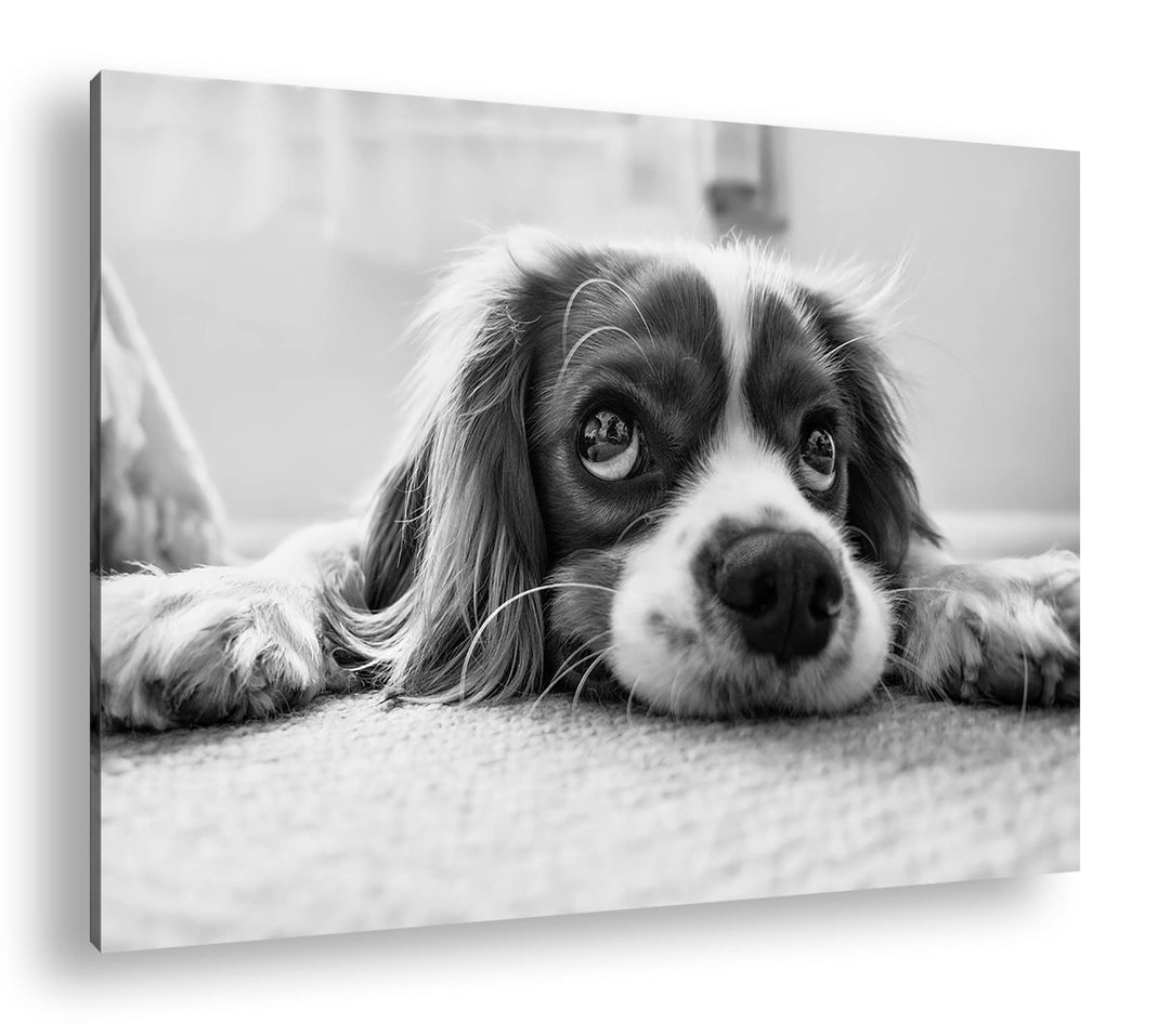 deyoli zauberhafter Cocker Spaniel Effekt: Schwarz&Weiss Format: 80x60 als Leinwandbild, Motiv ferti