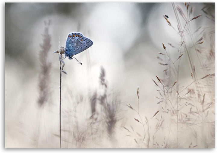 Feeby. Wandbild - 1 Teilig - 50x70 cm, Leinwand Bild Leinwandbilder Bilder Wandbilder Kunstdruck, Sc