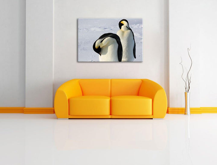 zwei Kaiserpinguine beim Putzen Leinwand, XXL riesige Bilder fertig gerahmt mit Keilrahmen, Kunstdru