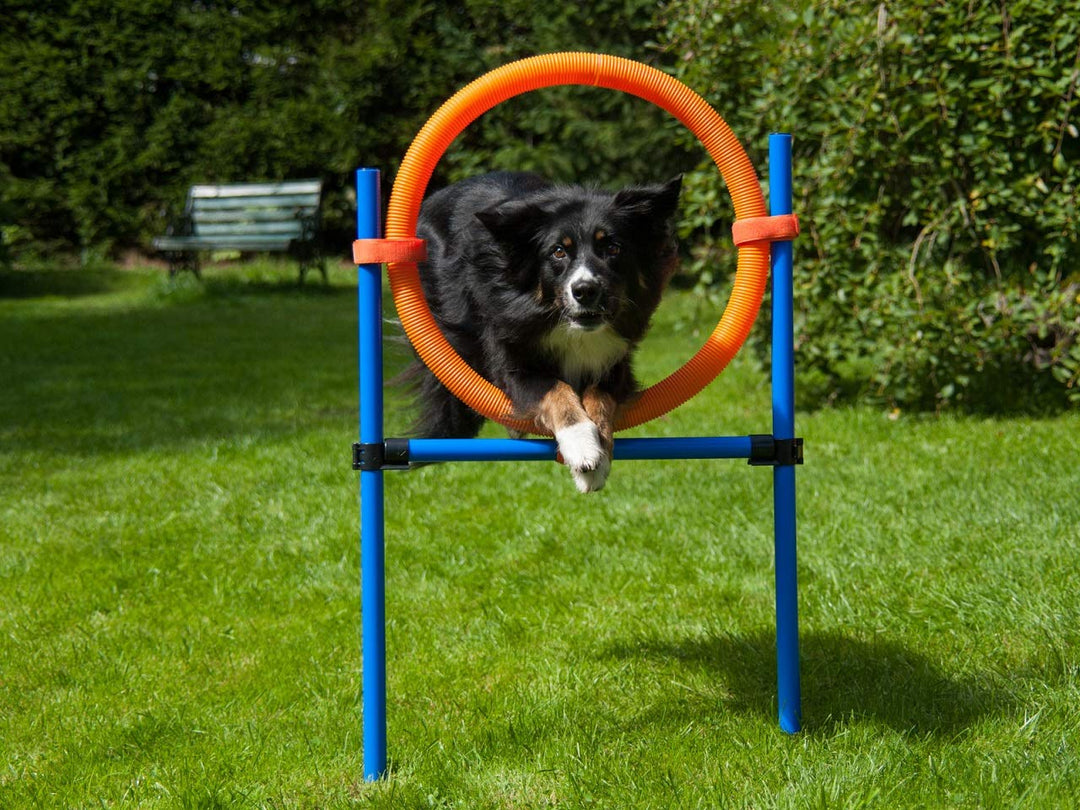 Sprungring orange/blau mit Tragetasche, Agility Training für Hunde, Hundesport
