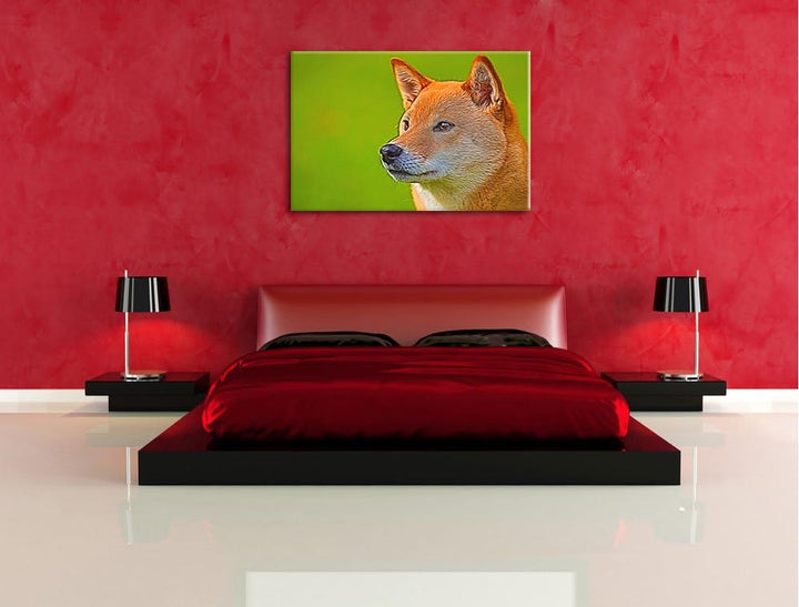 anmutiger Finnen-Spitz im Gras NewArt Format: 100x70 cm auf Leinwand, XXL riesige Bilder fertig gera