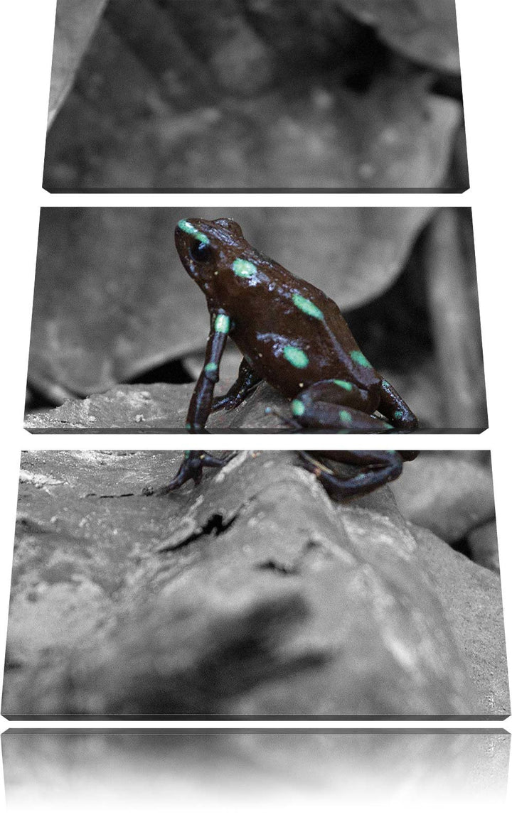 Pixxprint Baumsteiger Frosch als Leinwandbild/Grösse: 3 Teilig (120x80) cm/Wandbild/Kunstdruck/ferti
