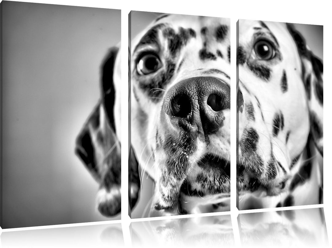 Pixxprint Monocrome, Süsser Dalmatiner 3-Teiler Leinwandbild 120x80 Bild auf Leinwand