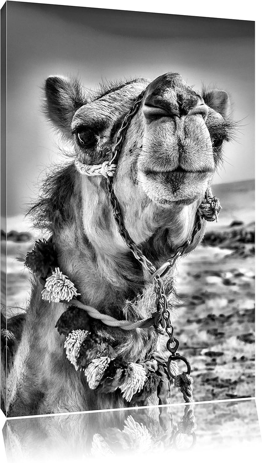Pixxprint Lustiges Kamel in Wüste als Leinwandbild | Grösse: 100x70 | Wandbild| Kunstdruck | fertig