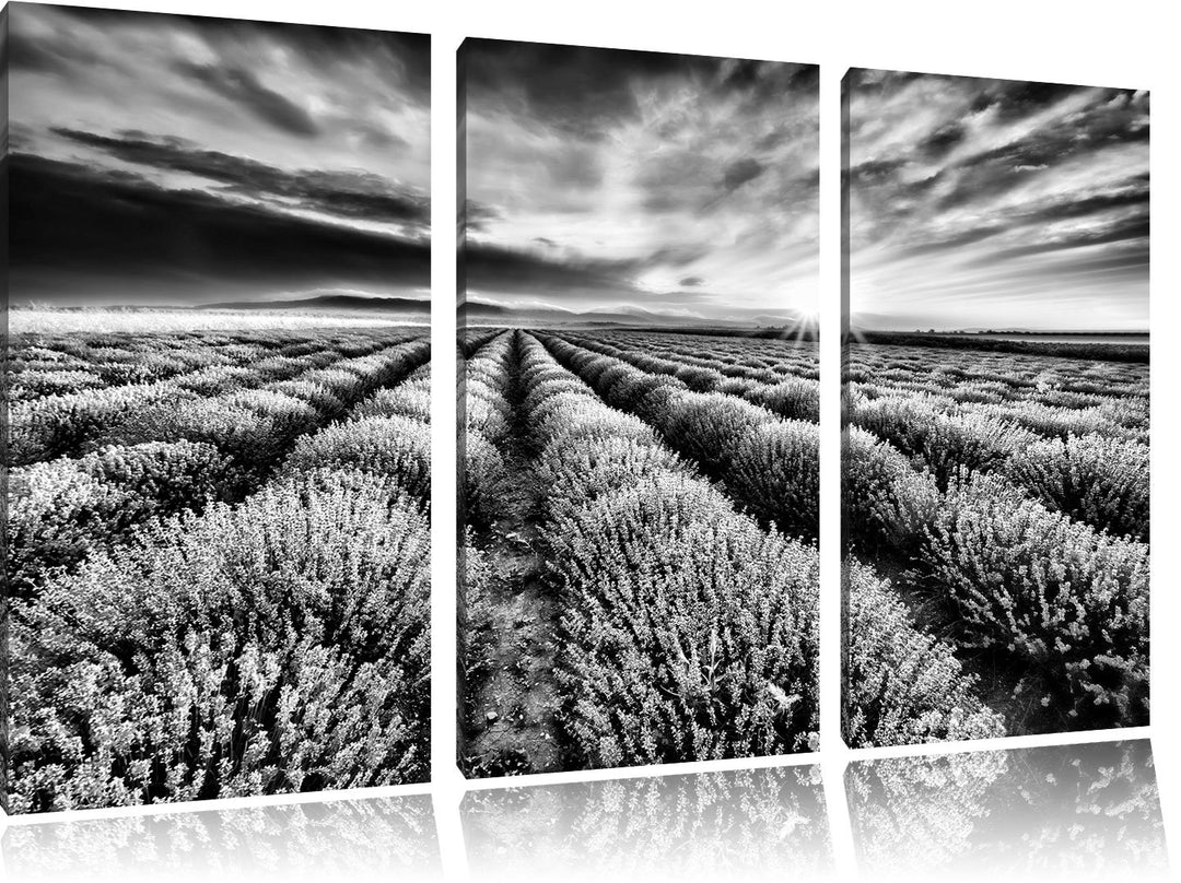 Pixxprint Traumhafte Lavendel Provence als Leinwandbild/Grösse: 3 Teilig (120x80) cm/Wandbild/Kunstd