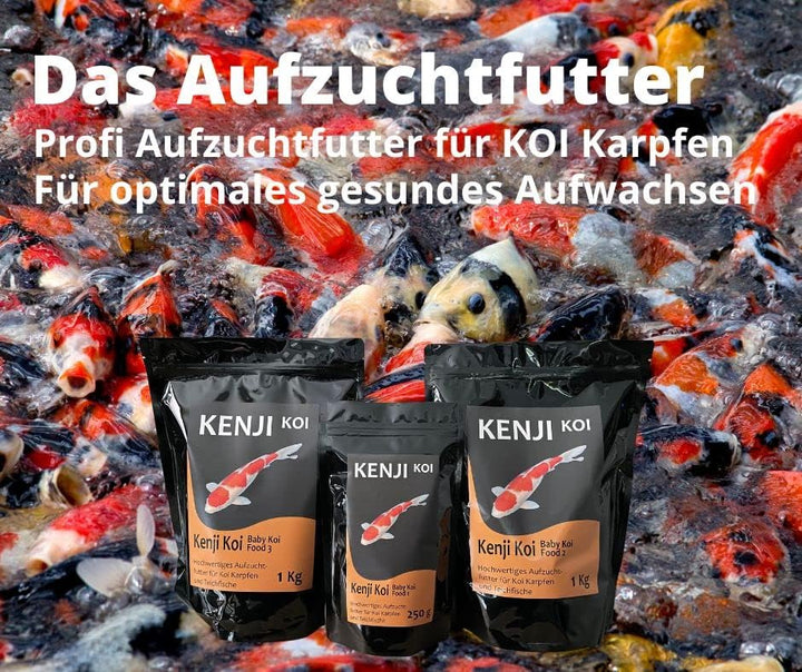 KENJI KOI Baby Koi Food 1-3 Aufzuchtfutter-Set Brutfutter Koifutter - Koi Aufzucht wie bei den Profi