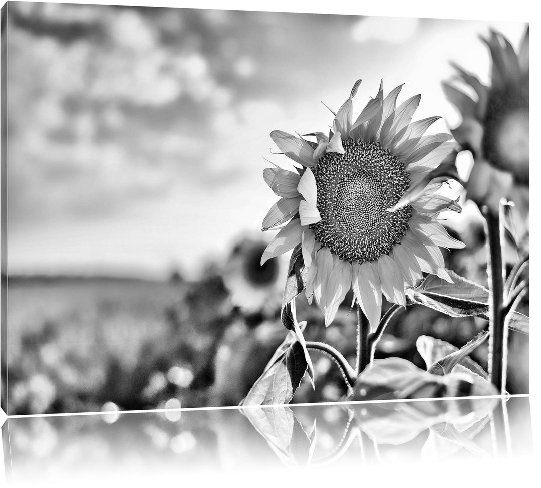 Pixxprint Sonnenblumenfeld SonnenblumeSonne / 100x70cm Leinwandbild bespannt auf Holzrahmen/Wandbild