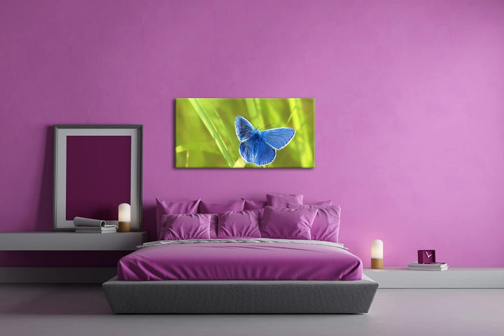 kleiner blauer Schmetterling Panorama 80x40 cm als Leinwandbild, Motiv fertig gerahmt auf Echtholzra