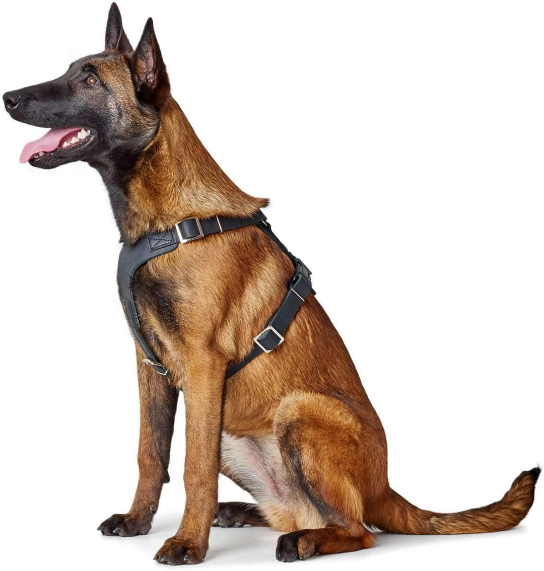 HUNTER Aalborg Hundegeschirr, Leder, M-L/1, schwarz schwarz M-L/1, schwarz M-L/1