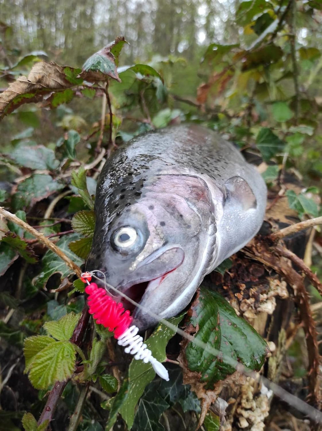 Major Fish Forellen Box 50-teilig Forellenköder Geschenk für Angler